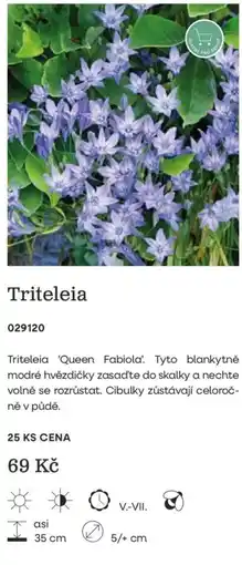 Starkl Triteleia nabídka