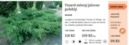 Starkl Jalovec polehlý nabídka