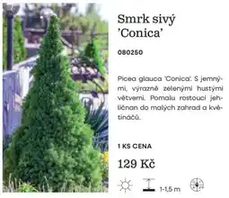 Starkl Smrk sivý 'Conica' nabídka