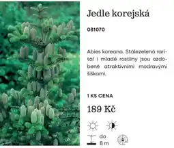 Starkl Jedle korejská nabídka