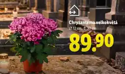 Lidl Chryzantéma velkokvětá nabídka