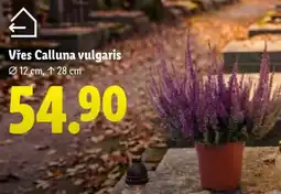 Lidl VŘES CALLUNA VULGARIS nabídka