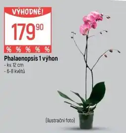 Globus Phalaenopsis 1 výhon nabídka