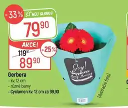Globus Můj globus Gerbera nabídka