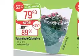 Globus Kalanchoe Calandiva nabídka
