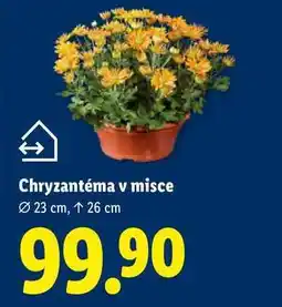 Lidl Chryzantéma v misce nabídka