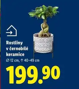 Lidl Rostliny v černobílé keramice nabídka