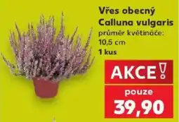 Kaufland Vřes obecný nabídka