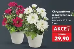 Kaufland Chryzantéma jednovýhonová nabídka