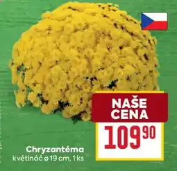 Billa Chryzantéma nabídka