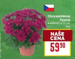 Billa Chryzantéma řízená nabídka