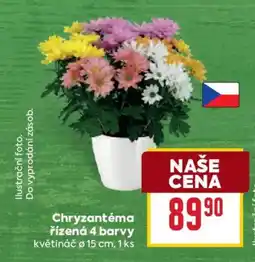 Billa Chryzantéma řízená 4 barvy nabídka