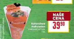 Billa Rosalina Kalanchoe Halloween nabídka