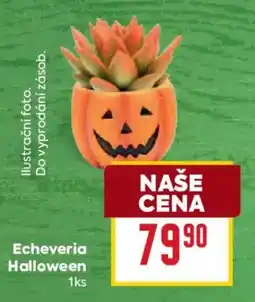 Billa Echeveria Halloween nabídka