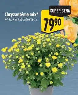 Albert Chryzantéma mix, pr. květináče 15 cm nabídka