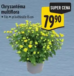 Albert Chryzantéma multiflora nabídka