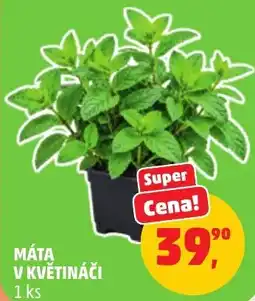 Penny Market Máta v květináči nabídka
