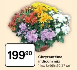 Tesco Chryzantéma indicum mix nabídka