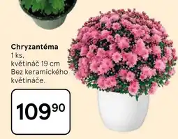 Tesco Chryzantéma nabídka