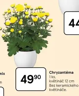 Tesco Chryzantéma nabídka