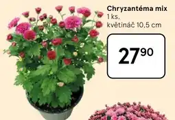 Tesco Chryzantéma mix nabídka