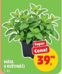 Penny Market MÁTA V KVĚTINÁČI nabídka