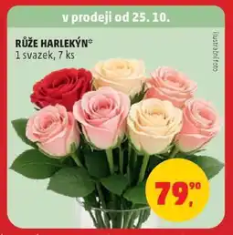 Penny Market Růže Harlekýn nabídka
