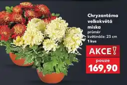 Kaufland Chryzantéma velkokvětá miska nabídka