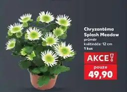 Kaufland Chryzantéma „Splash Meadow“ nabídka