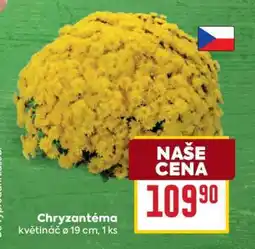 Billa CHRYZANTÉMA nabídka