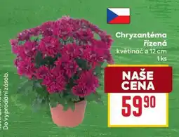 Billa Chryzantéma řízená nabídka