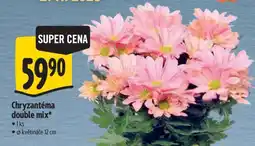 Albert Chryzantéma Double mix nabídka