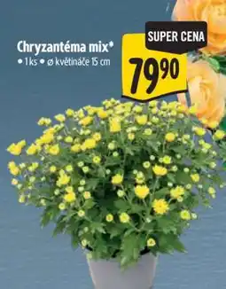 Albert Chryzantéma mix nabídka