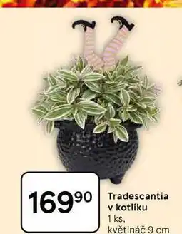 Tesco Tradescantia v kotlíku 1 ks, květináč 9 cm nabídka