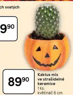 Tesco Kaktus mix ve strašidelné keramice 1 ks, květináč 6 cm nabídka