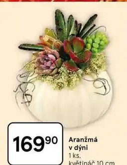 Tesco Aranžmá v dýni 1 ks. květináč 10 cm nabídka