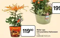 Tesco Make-upz Chryzantéma Halloween, 1 ks. květináč 10.5 cm nabídka