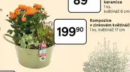 Tesco Kompozice v zinkovém květináči, 1 ks. květináč 17 cm nabídka