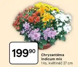 Tesco Chryzantéma indicum mix, 1 ks. květináč 27 cm nabídka