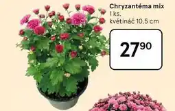 Tesco Chryzantéma mix, 1 ks. květináč 10.5 cm nabídka