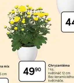 Tesco Chryzantéma, 1 ks. květináč 12 cm nabídka