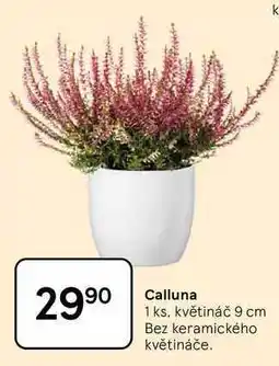 Tesco Calluna, 1 ks. květináč 9 cm nabídka
