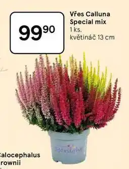Tesco Vřes Calluna Special mix, 1 ks. květináč 13 cm nabídka