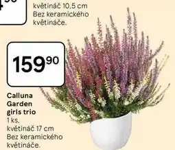Tesco Calluna Garden girls trio, 1 ks. květináč 17 cm nabídka