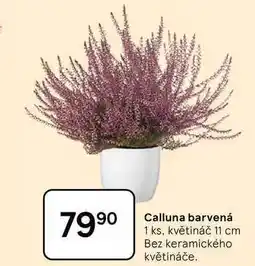 Tesco Calluna barvená, 1 ks, květináč 11 cm nabídka