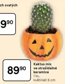 Tesco Kaktus mix ve strašidelné keramice nabídka