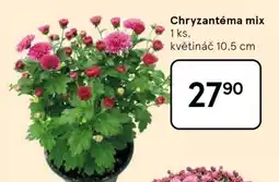 Tesco Chryzantéma mix nabídka