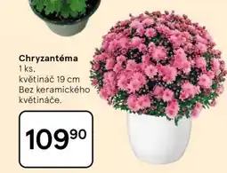 Tesco CHRYZANTÉMA nabídka