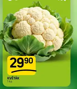Flop květák nabídka