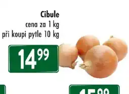 Qanto Cibule nabídka